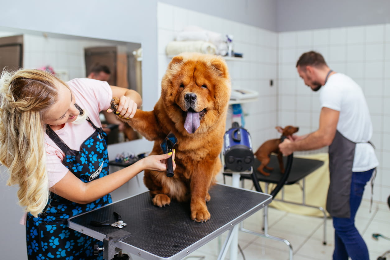 Veterinary Clinic Care: Supporting a Healthier Grooming Routine