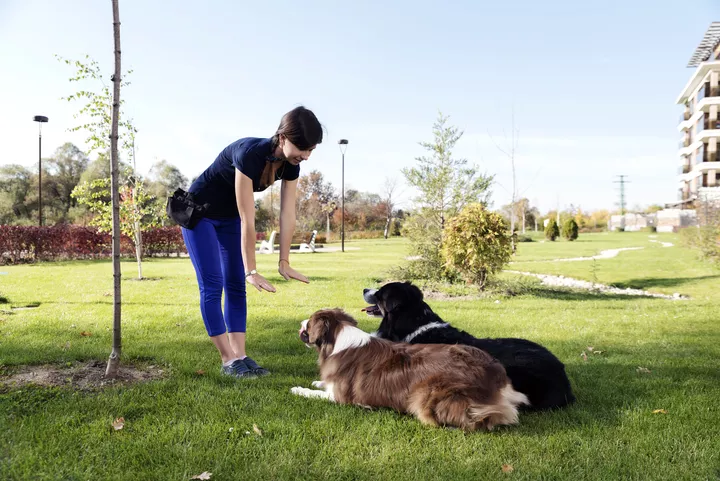 Canine Behavior Specialist: Better Solutions for Dog Behavior